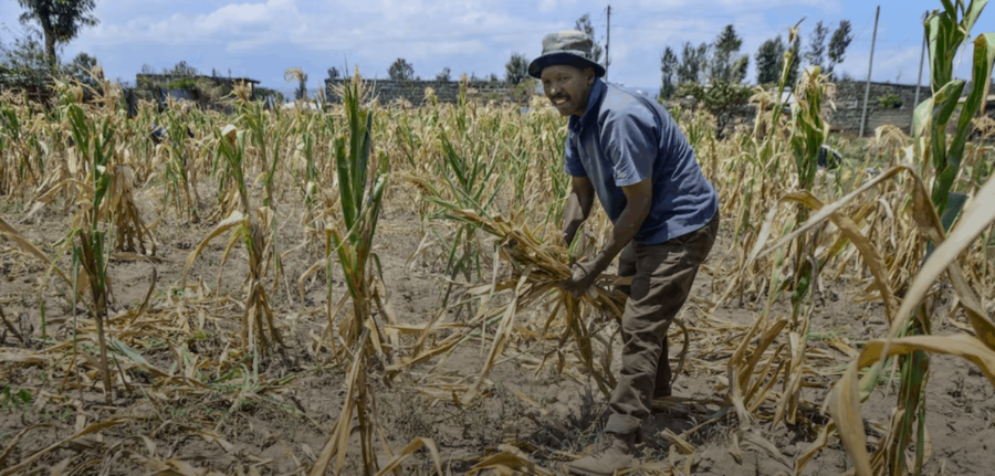 Climate change and farming: economists warn more needs to be done to adapt in sub-Saharan Africa