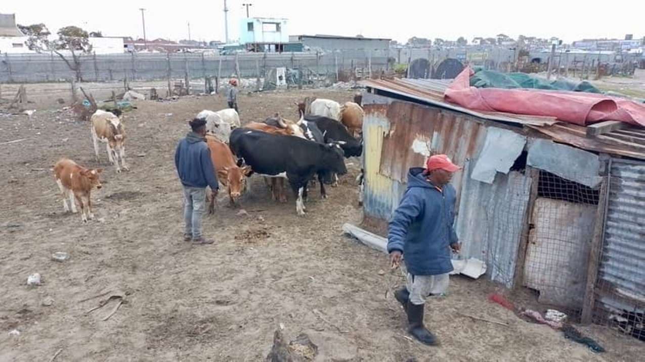 Stock theft is making township farmers’ hard lives harder
