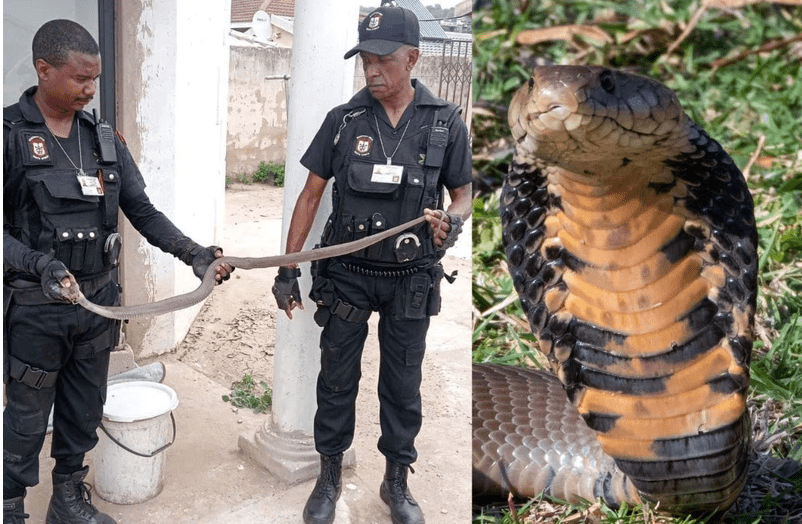 security officer captures cobra