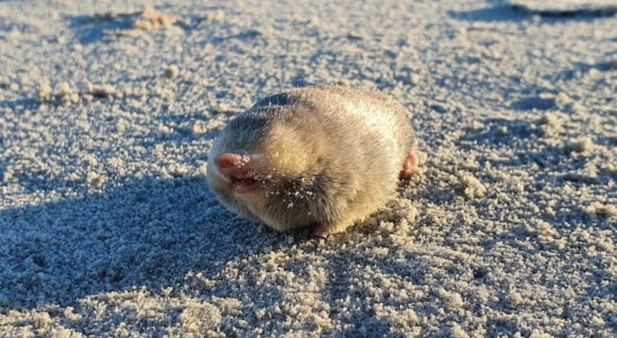 Golden mole