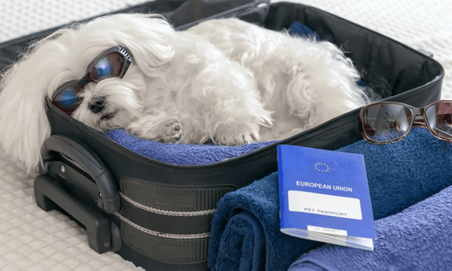 flying with pets - UK laws on pets