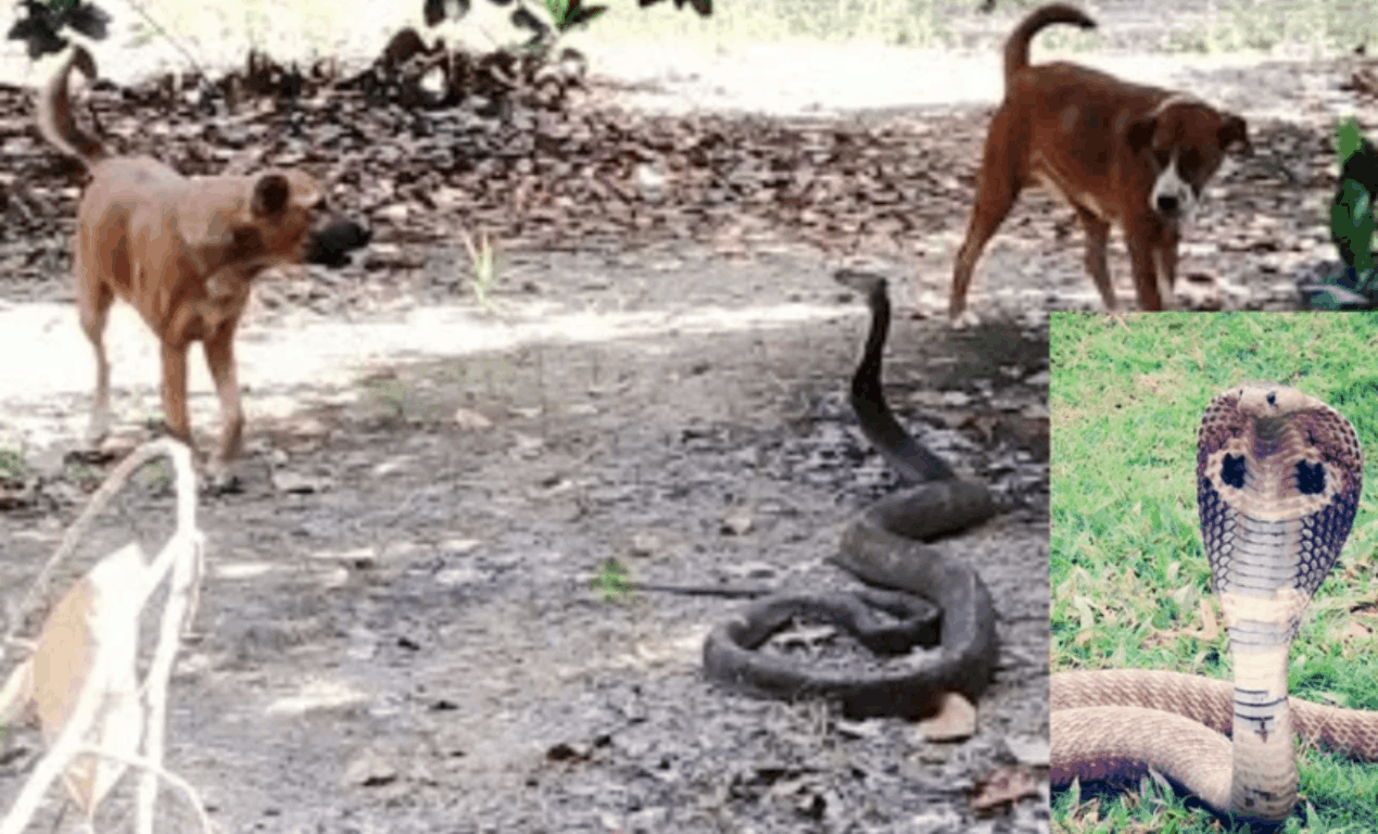 Brave dogs team up to defend giant King Cobra