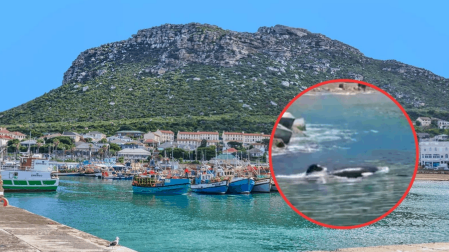 Two Orcas spotted in Kalk Bay Harbour