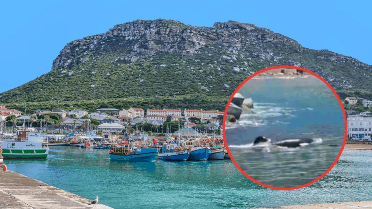 Two Orcas spotted in Kalk Bay Harbour