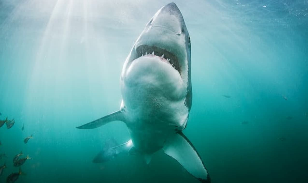 South Africa’s great white sharks are changing locations