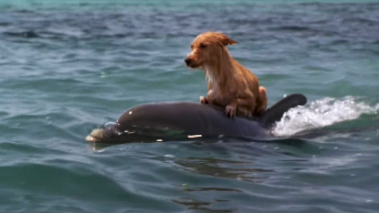 dolphin and dog