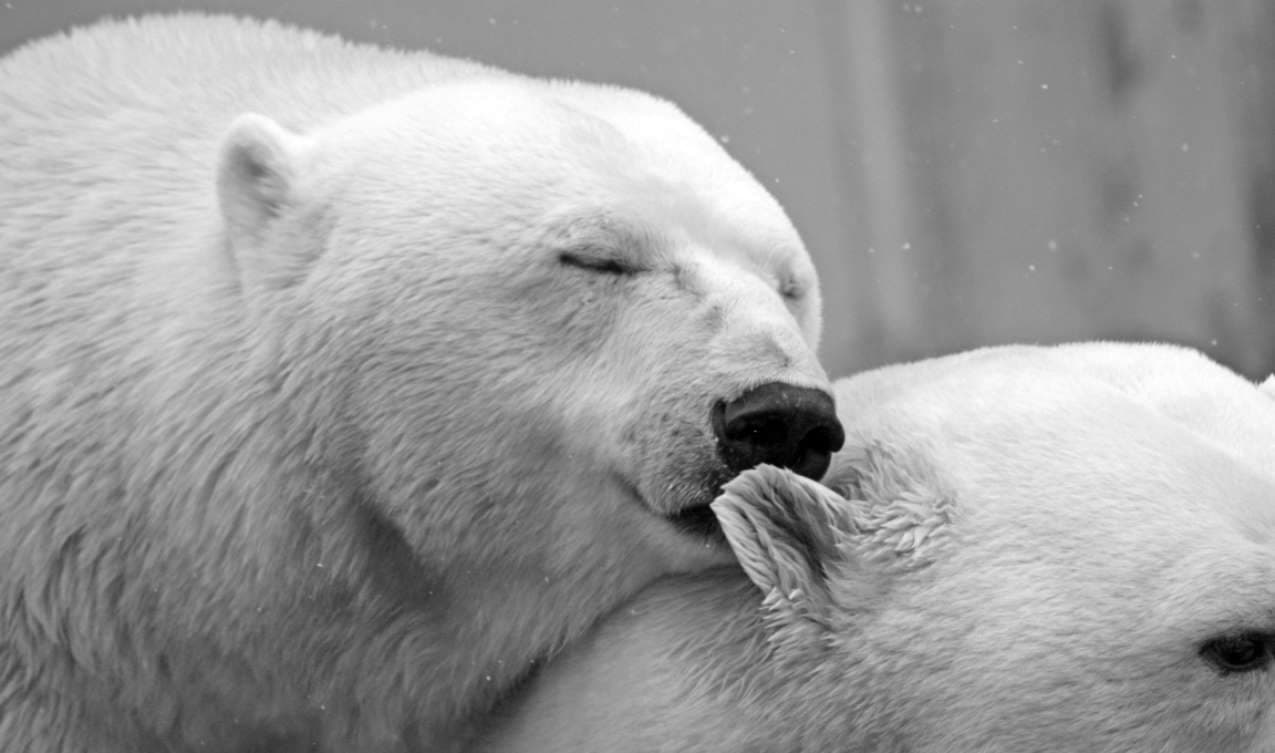 napping polar bear