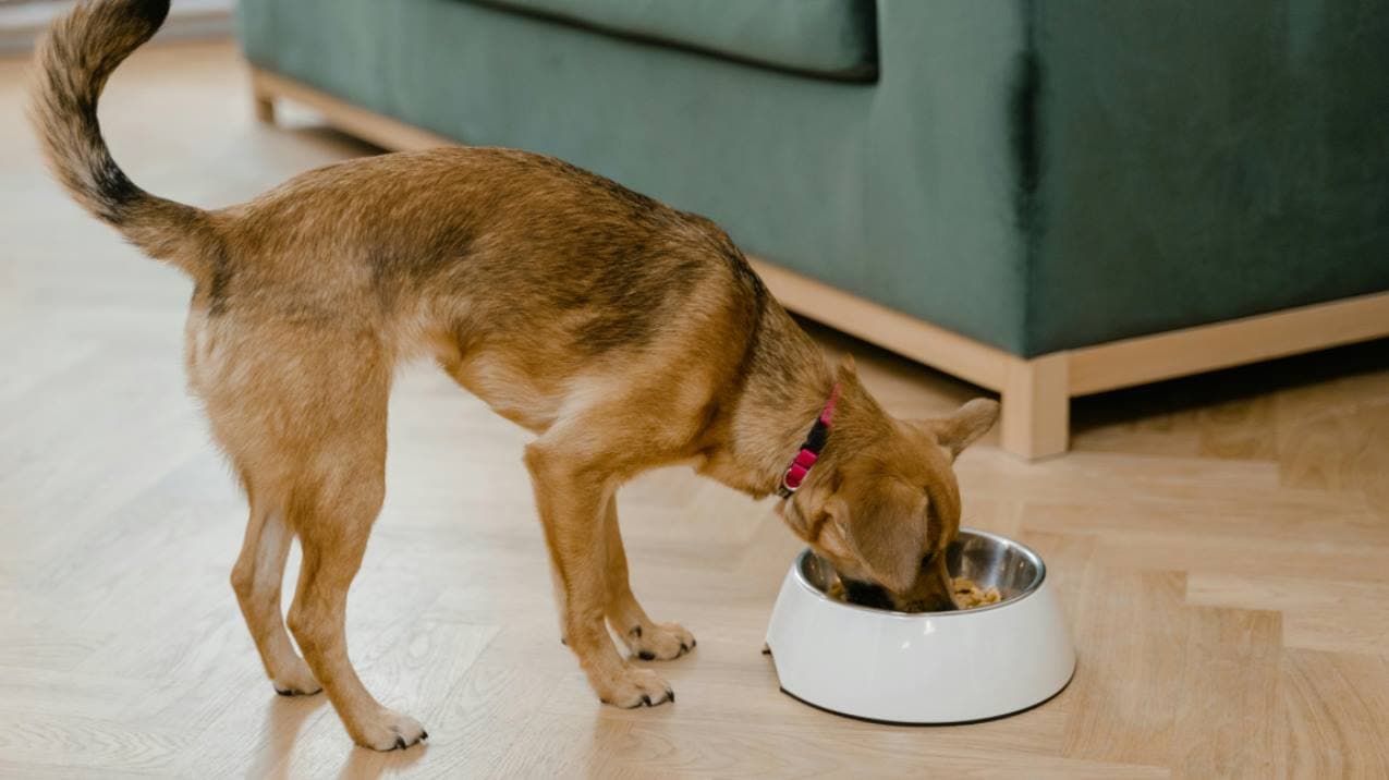 Top five methods for storing pet food