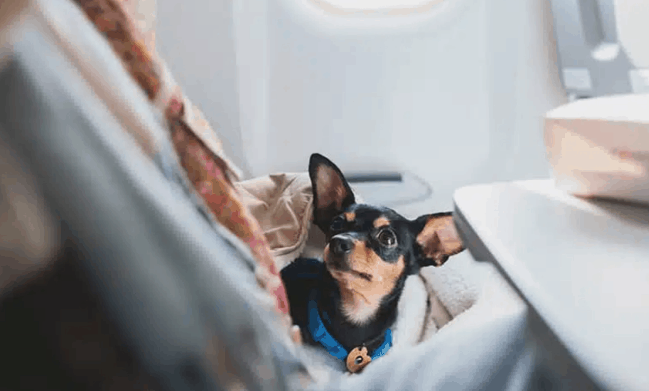 Say no to pet-sitting, and yes to pet-friendly travel