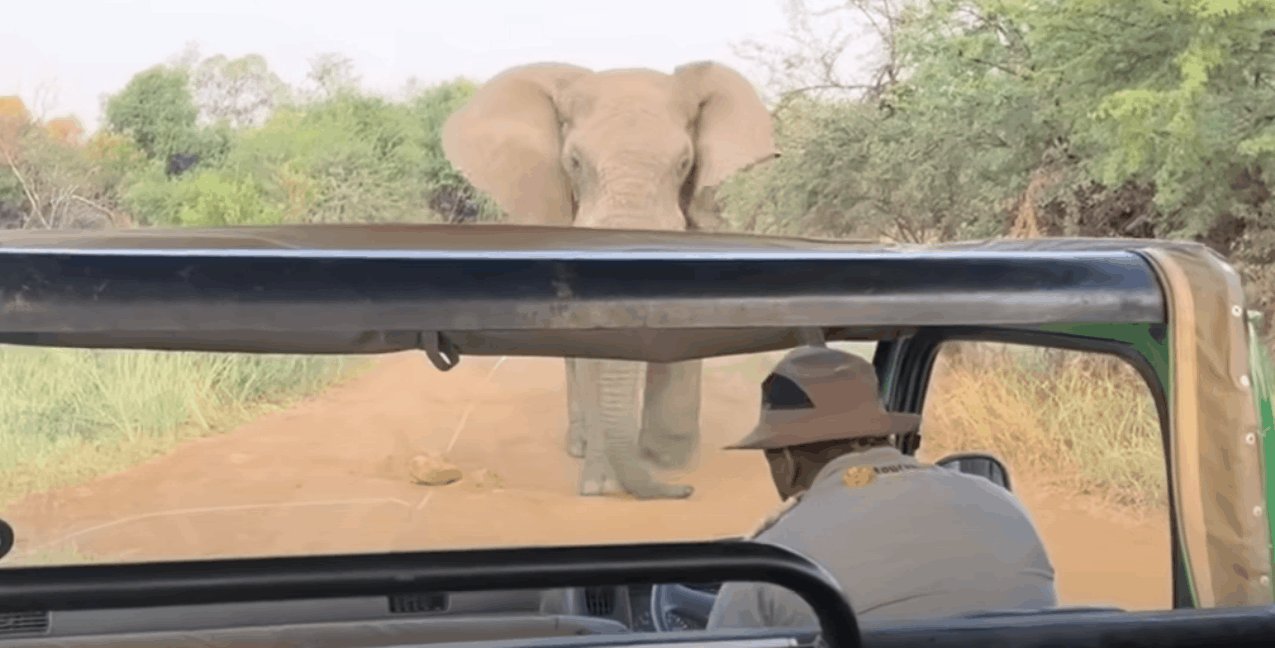 elephant attack tourist dies