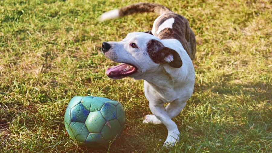 How long can your dog hold its poop?