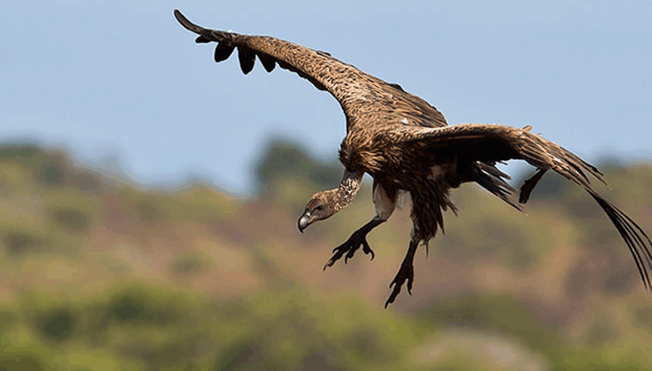 Mass poisoning of vultures in Kruger Park draws attention of DA