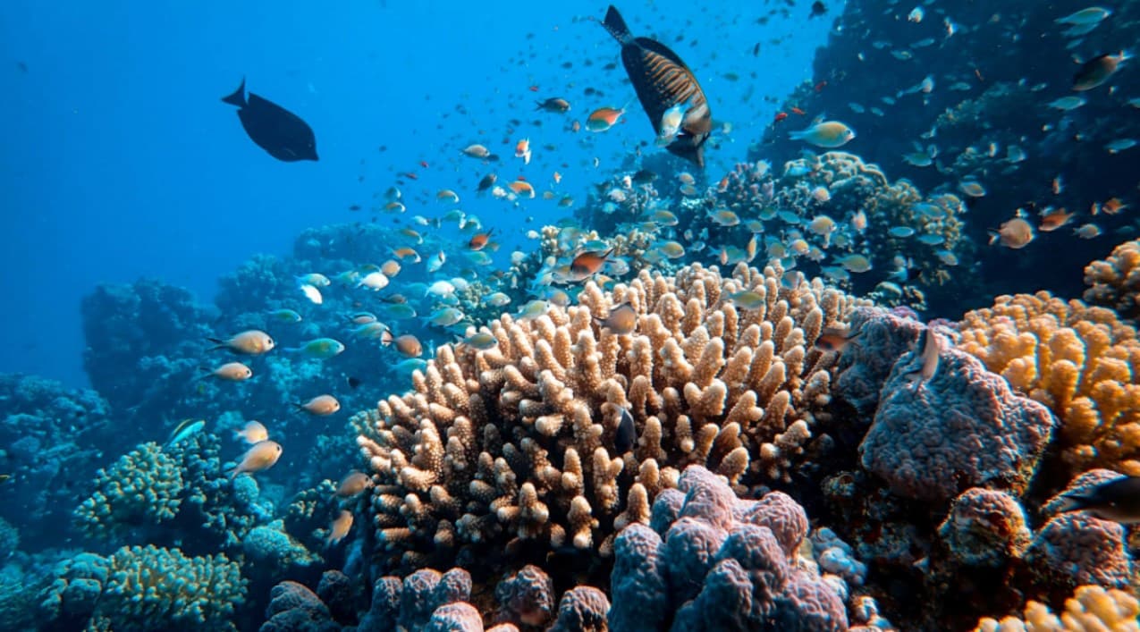 Australia’s Great Barrier Reef struggles to survive climate change ...