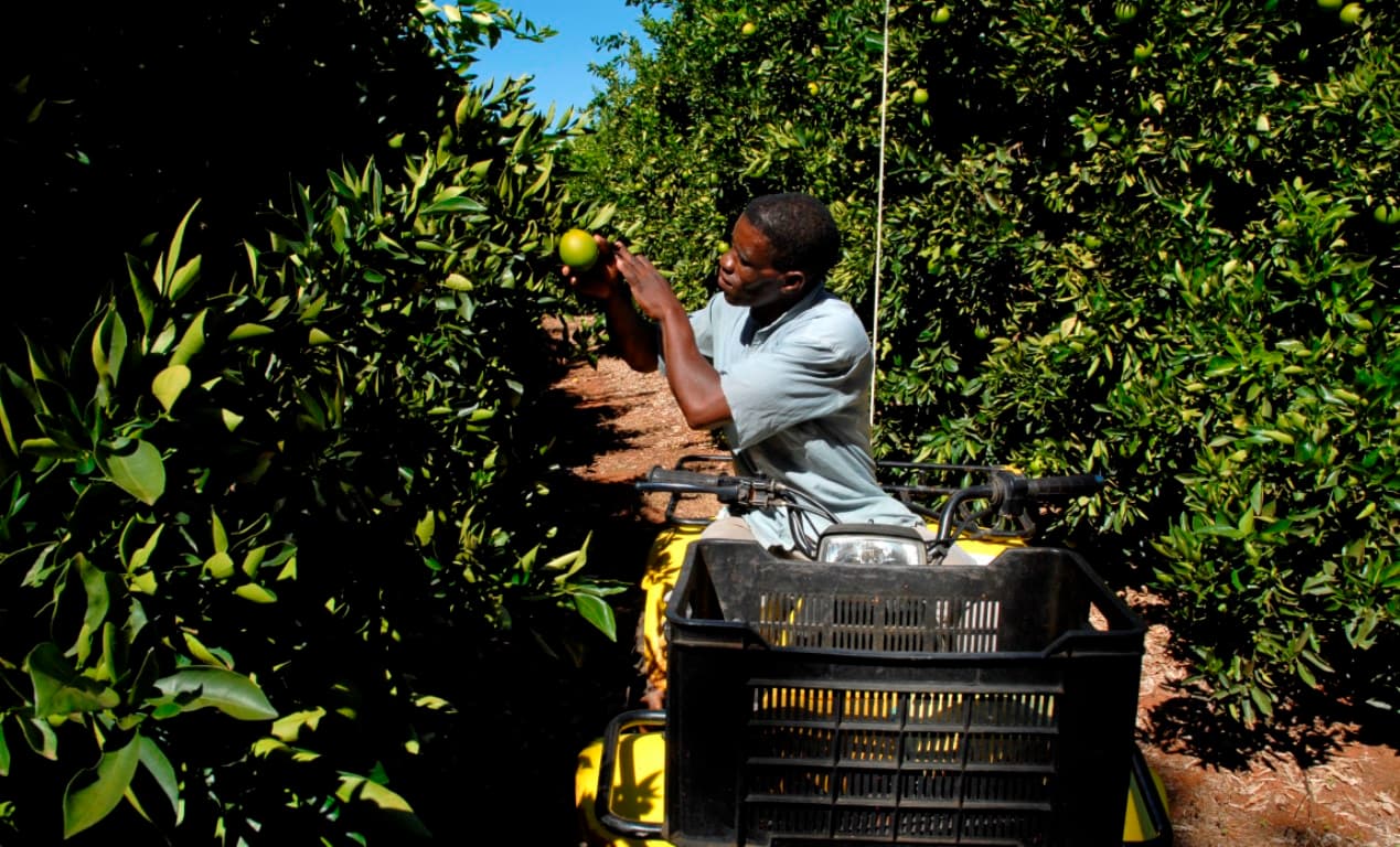 Soon SA may not be able to afford exporting its famous citrus