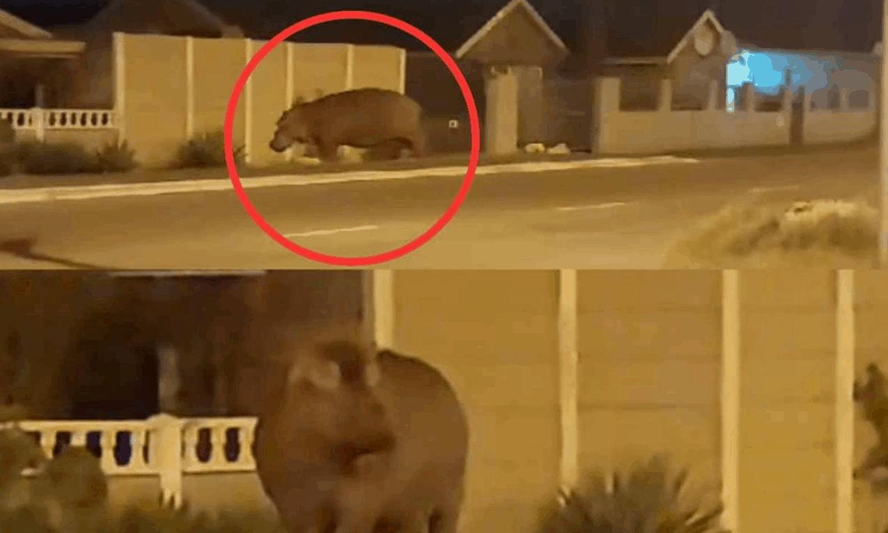 Hippo spotted in Cape Town suburb