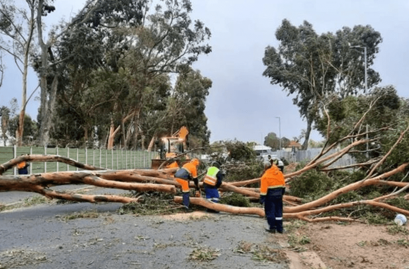 storms tree removal