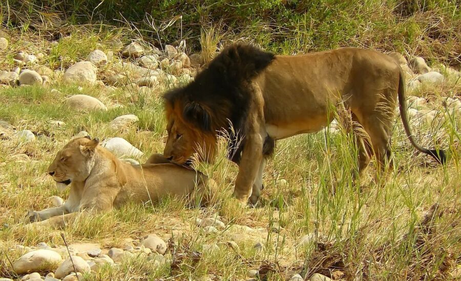 Two more captive lions from abroad ‘repatriated’ to South Africa