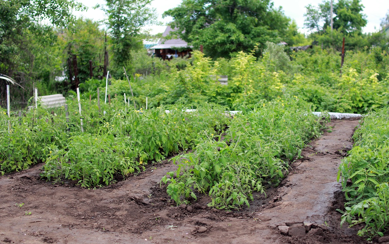 Man earns living from vegetable garden; City Power destroys it