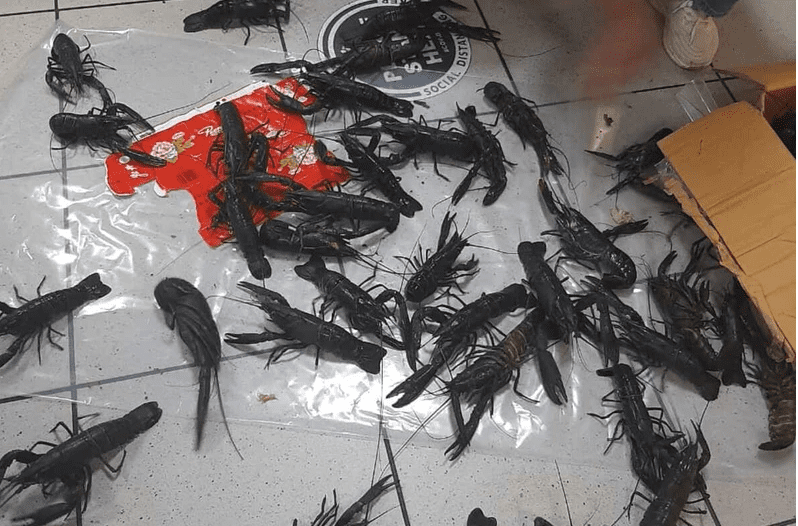 chinese national illegal crayfish