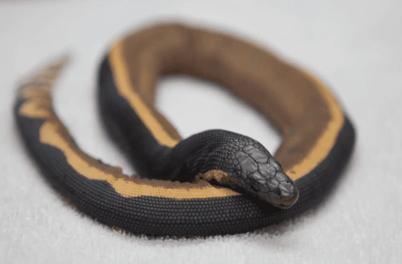 snakes found on plett beaches