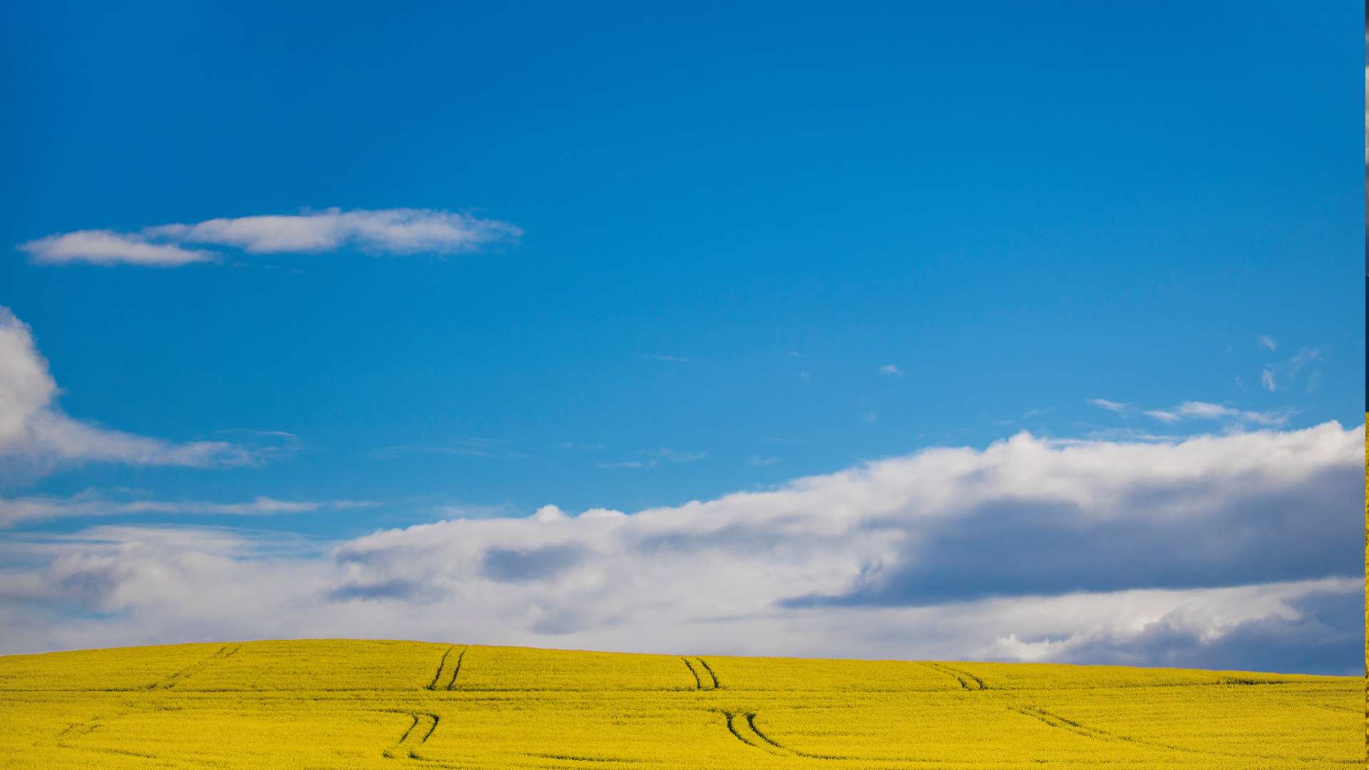 canola fields