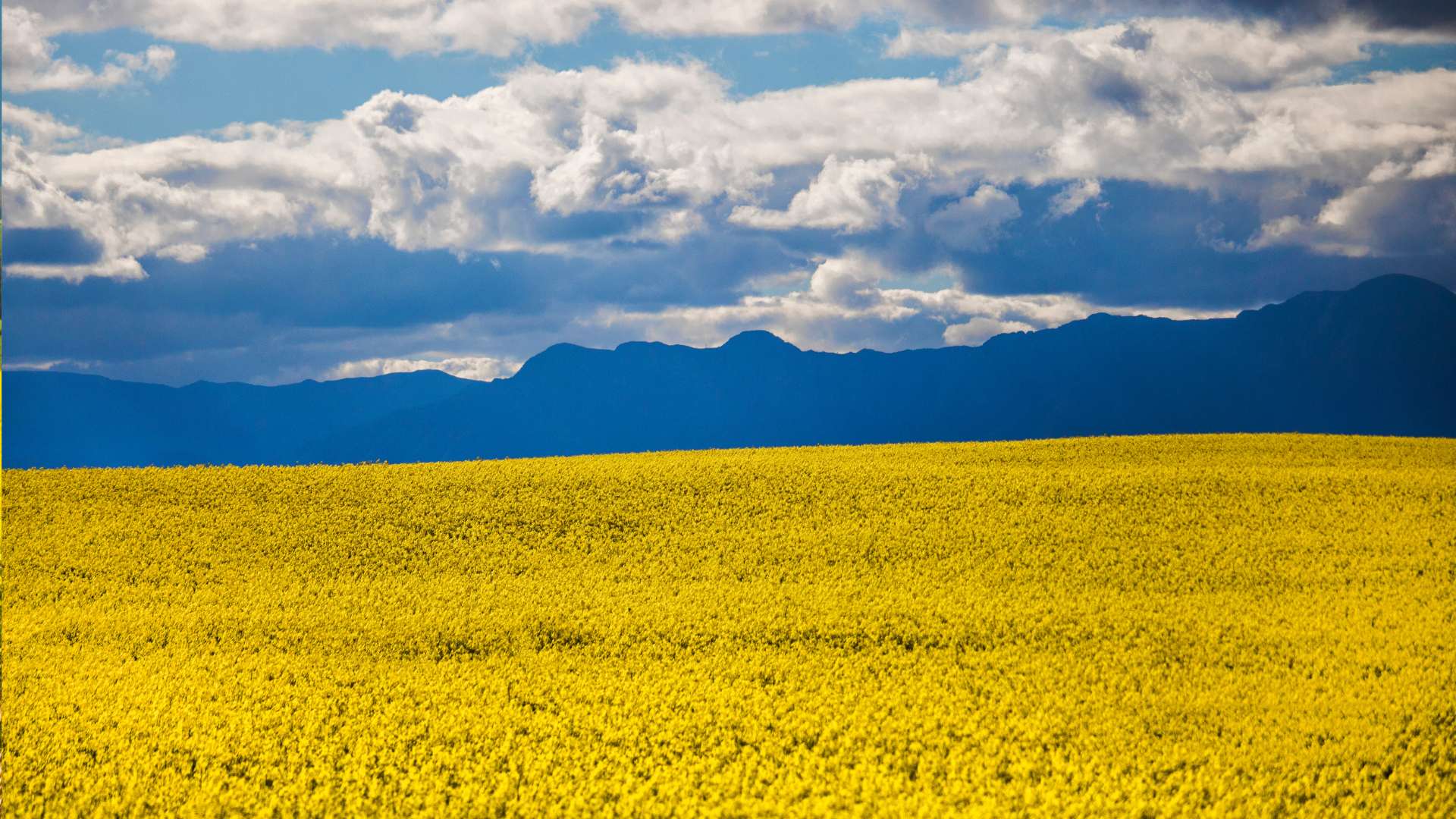 canola fields