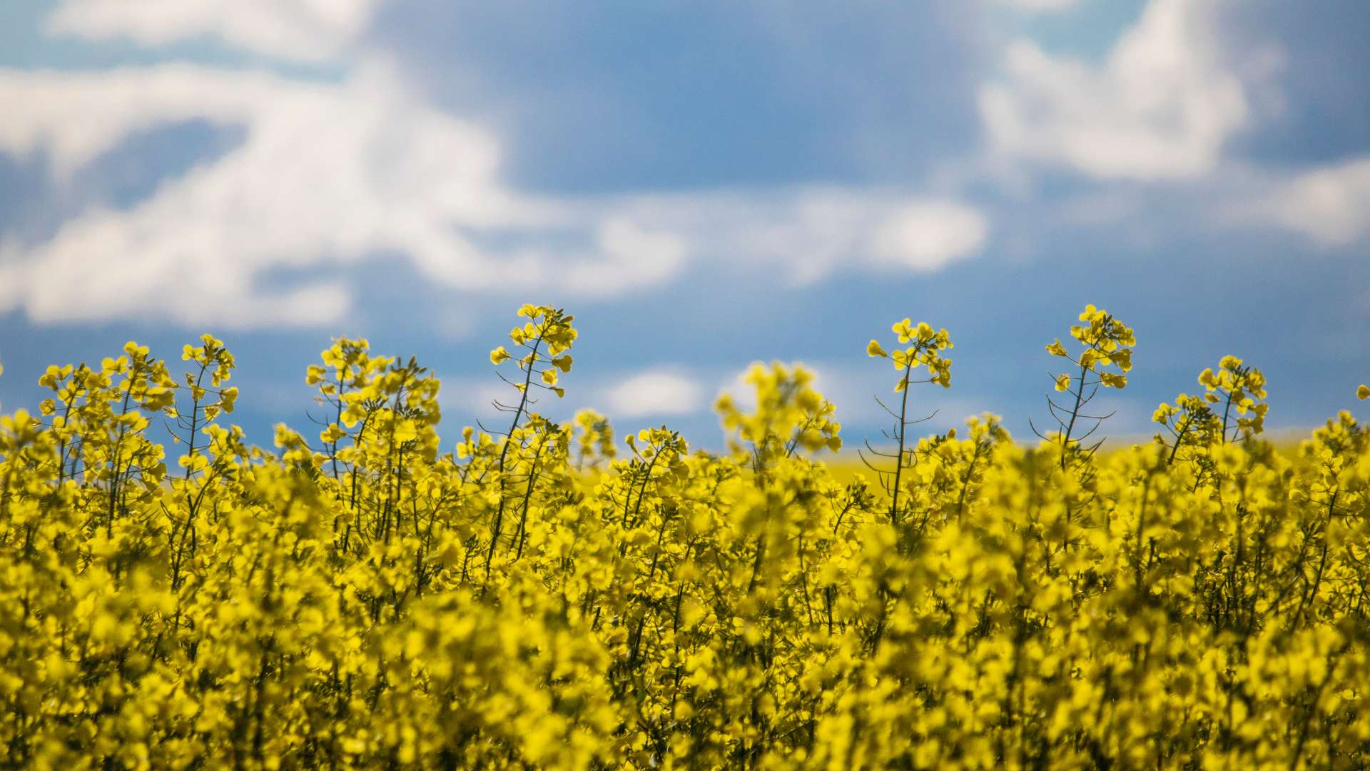 canola fields