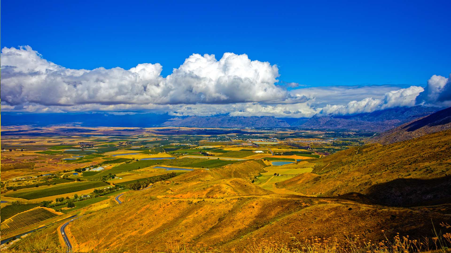 canola fields