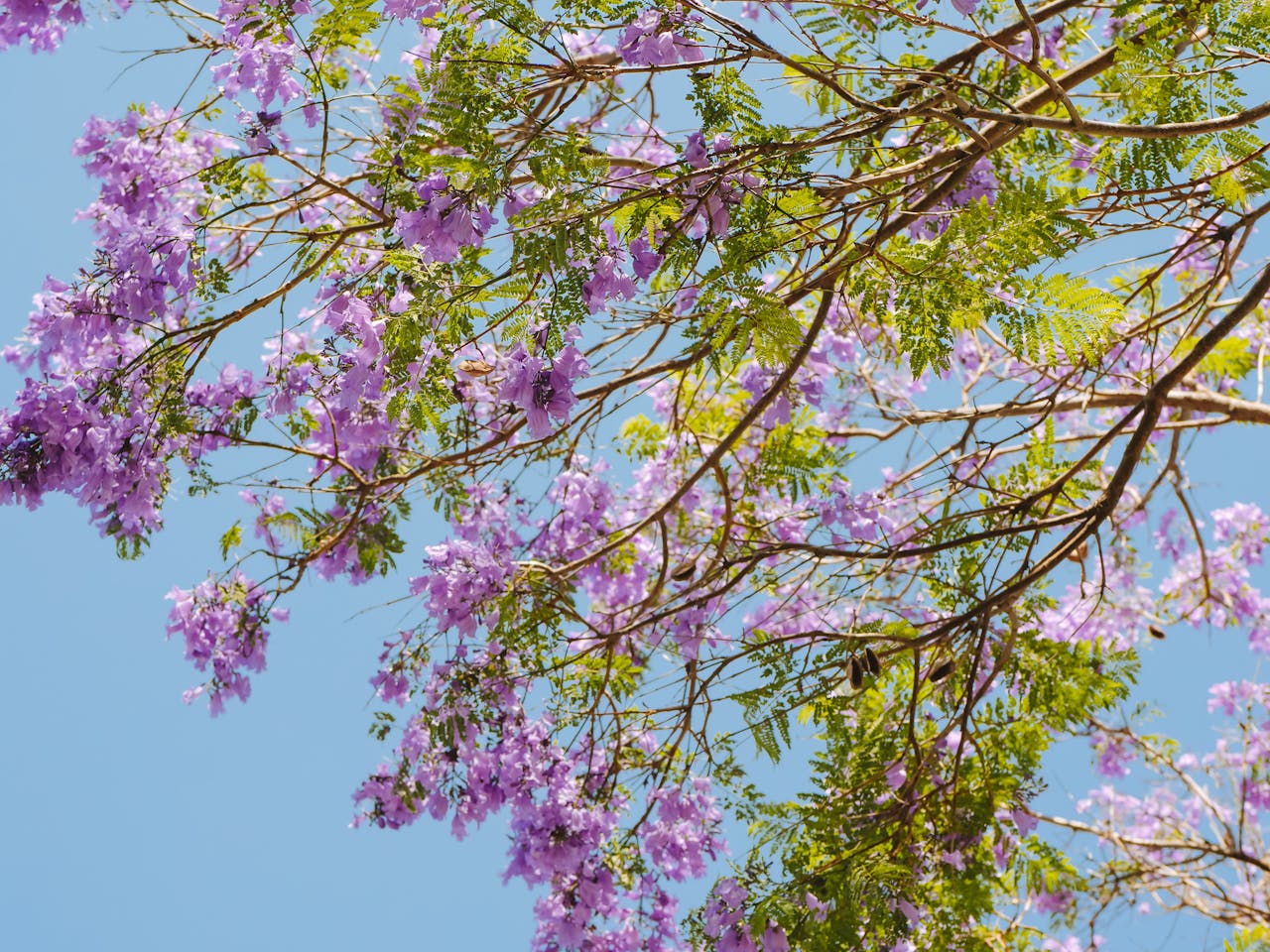 Johannesburg changes Spring Day