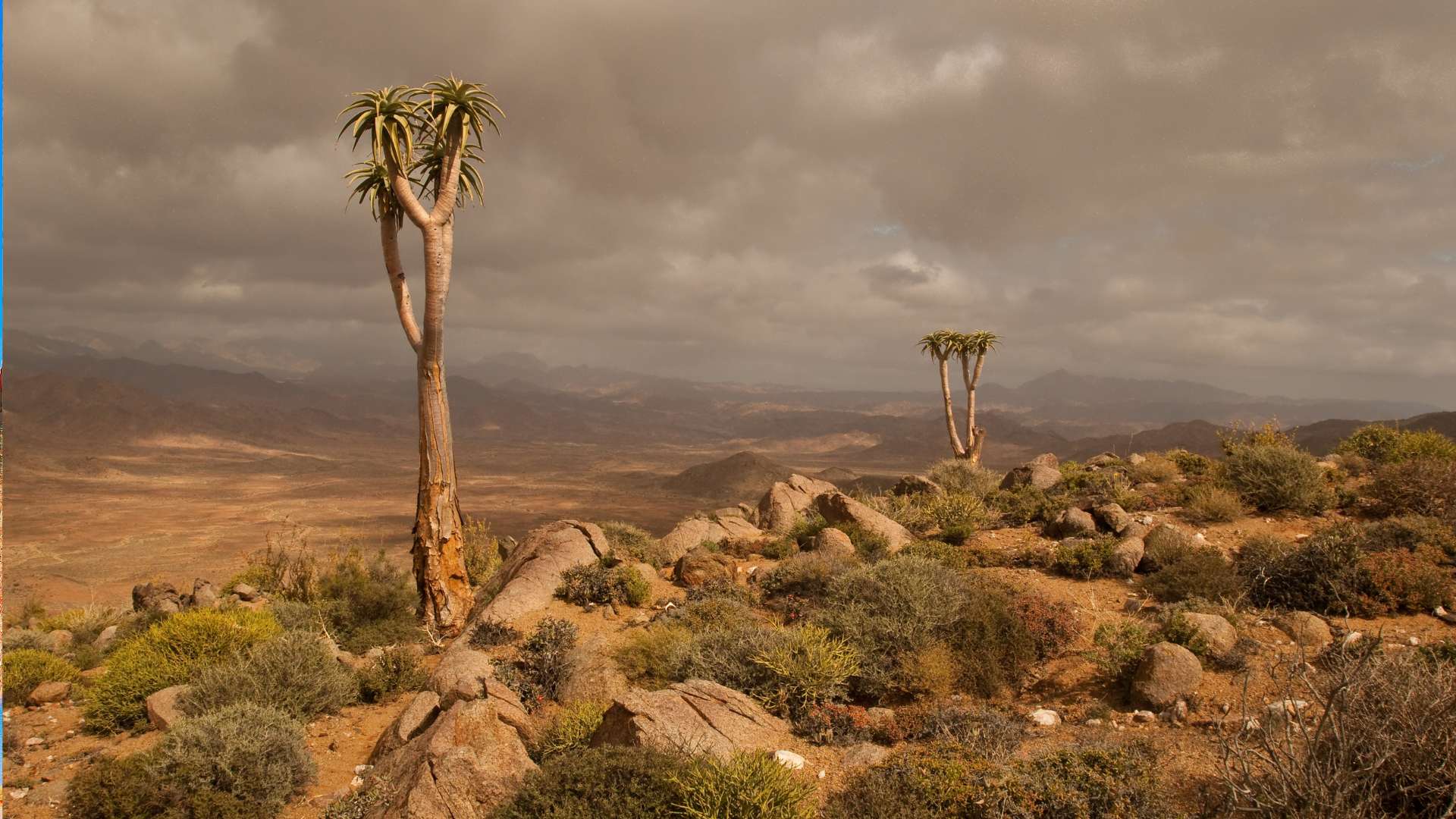 desert botanical garden