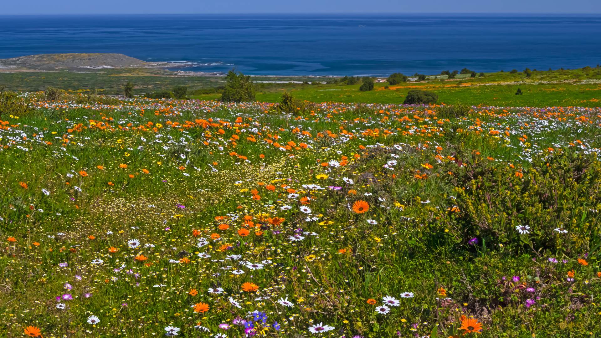 Wildflower season begins at West Coast National Park - SA People