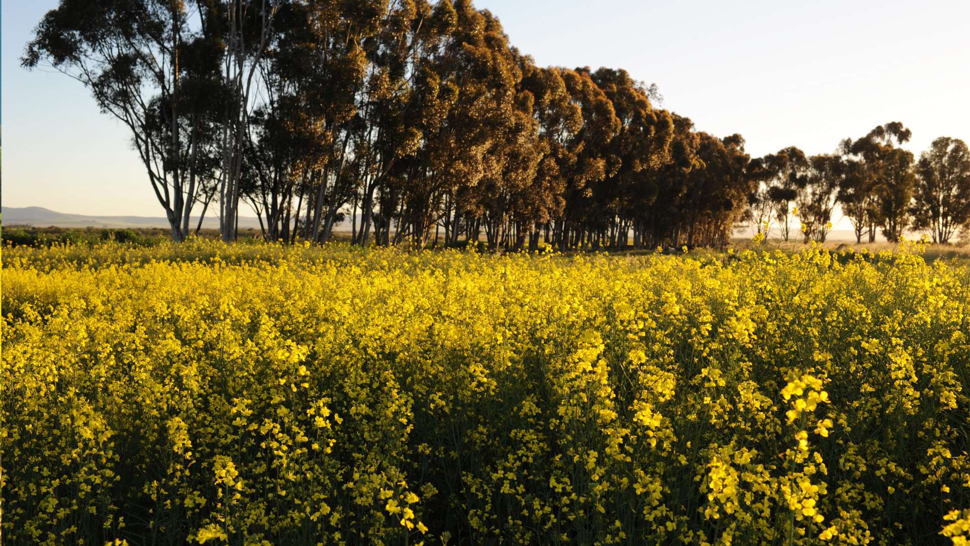 canola fields