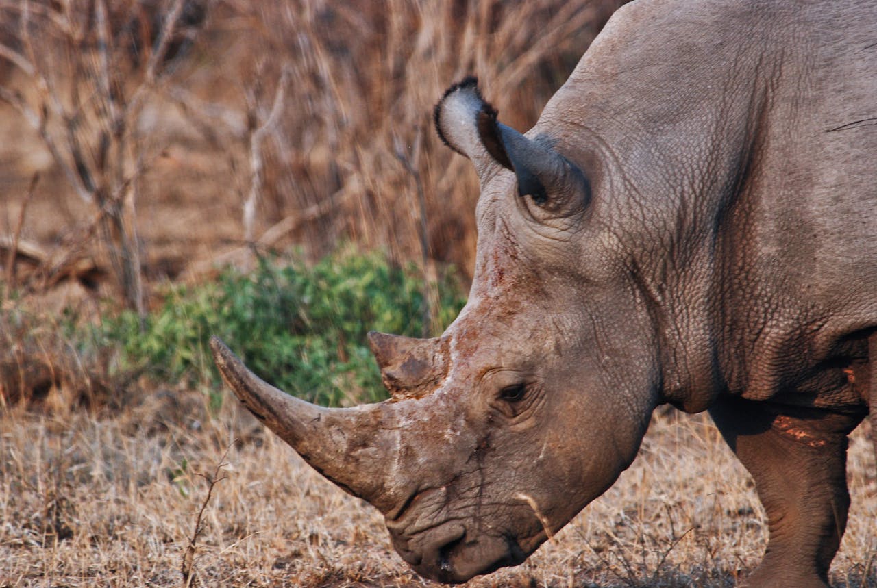 Rhino poaching