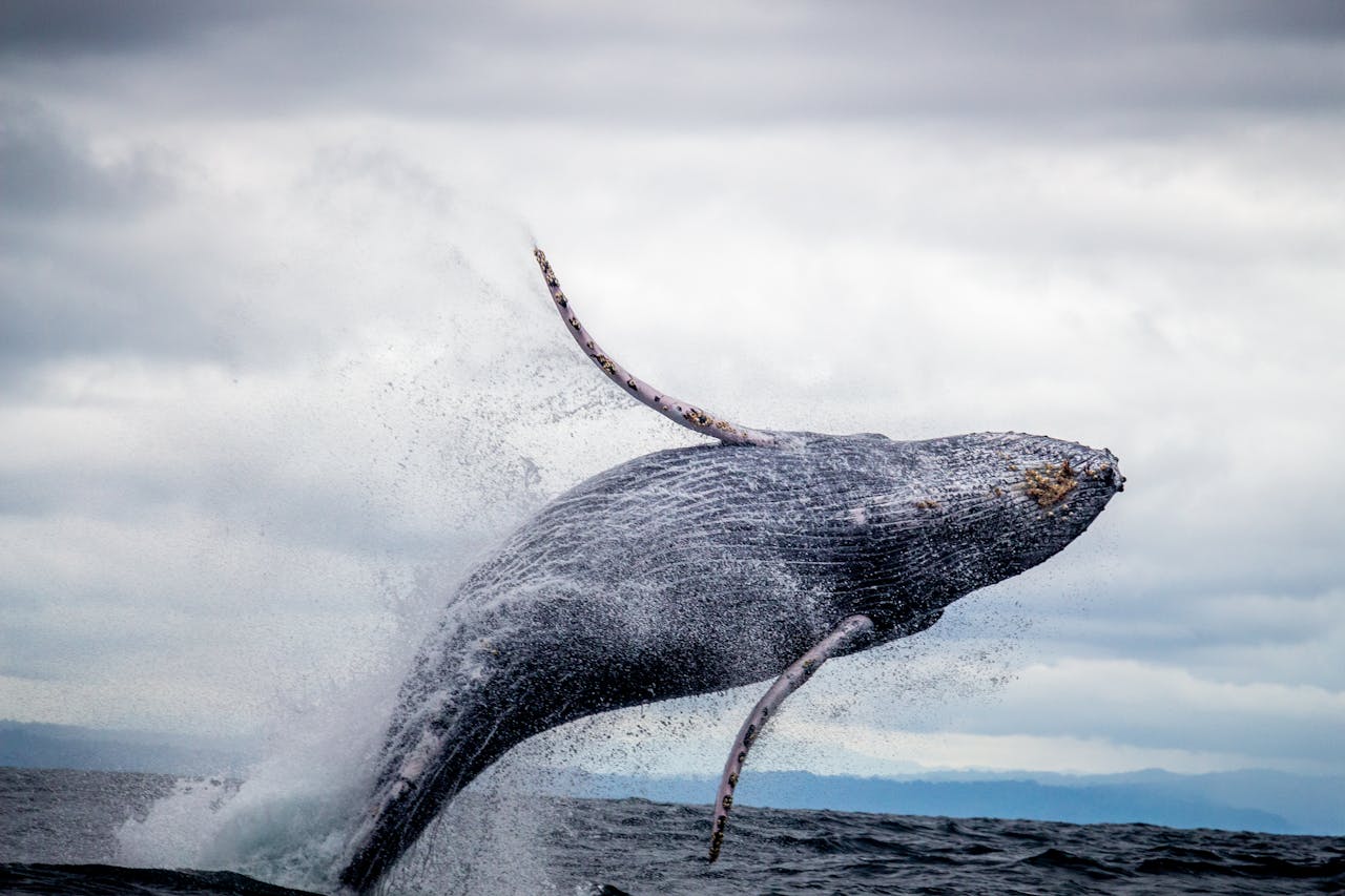 Hermanus Whale Festival