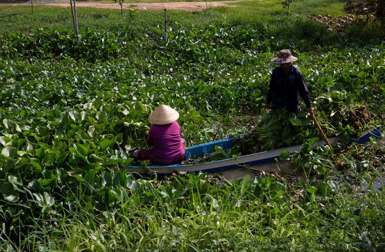 Vaal River cleared of water hyacinth