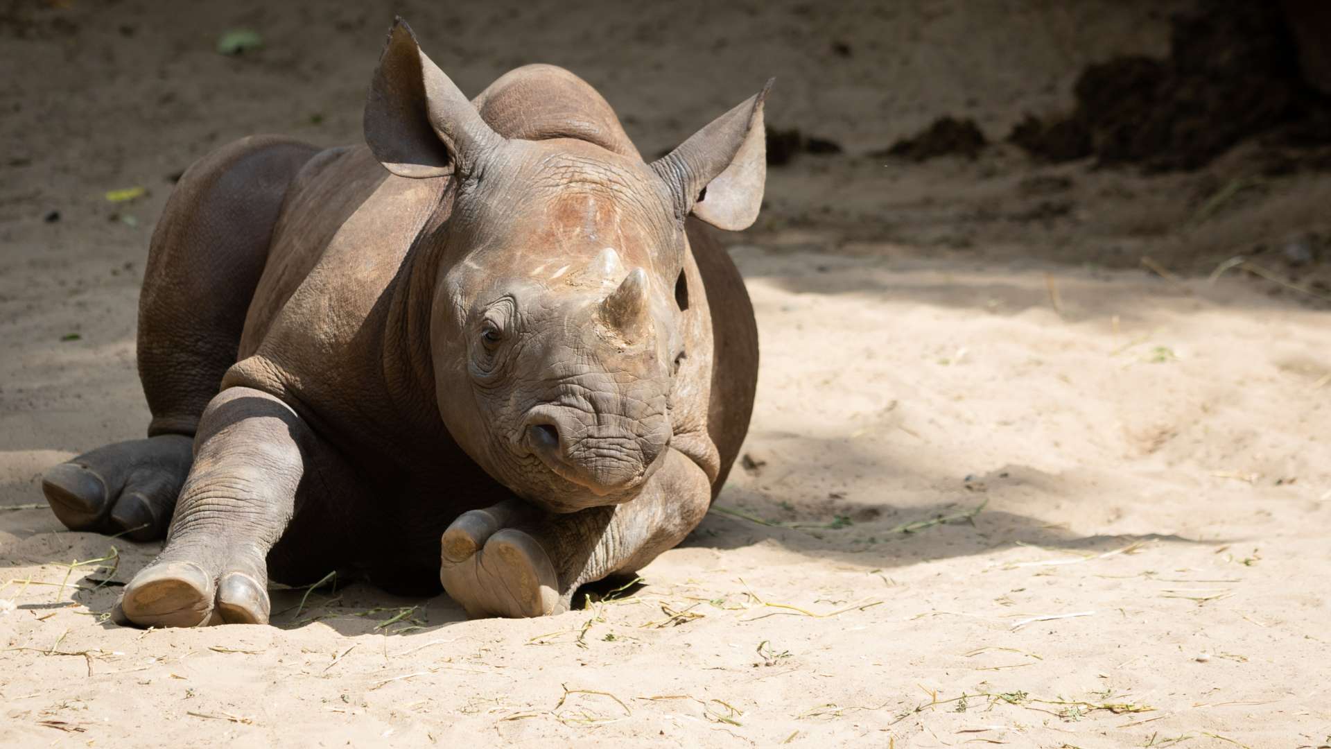 black rhino calf