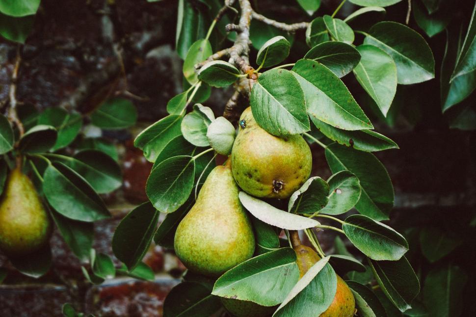 Pear export to India