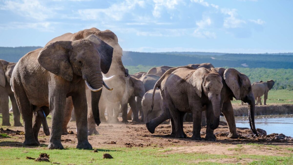 SANParks has announced 33 new field rangers for the Kruger National Park who were inaugurated at the passing out parade at Skukuza.