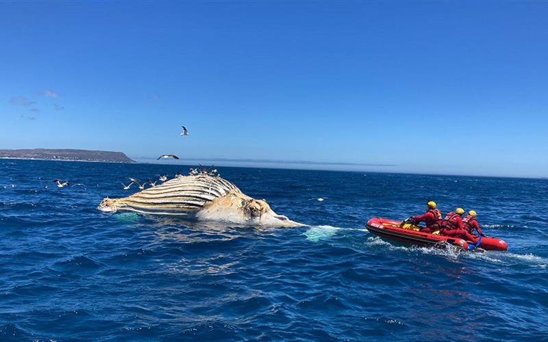 CoCT performs joint operation to remove 35-ton whale carcass - SA People