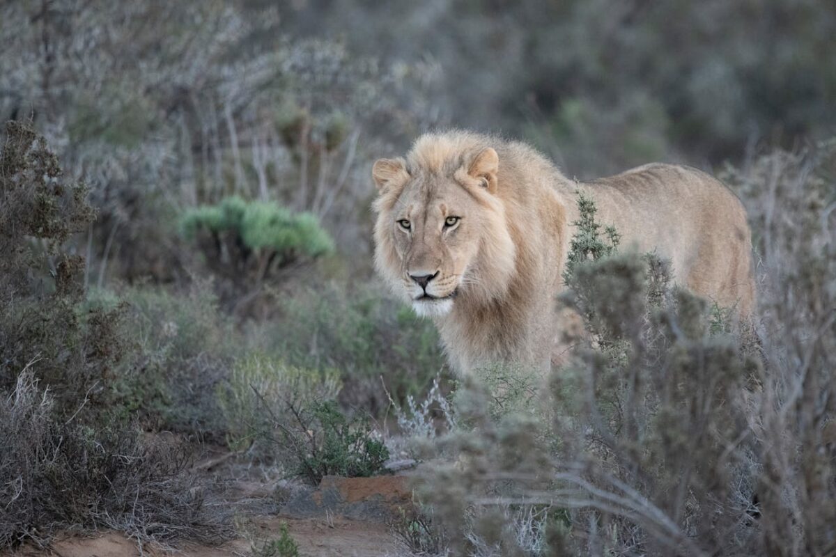 Escaped lion captured.