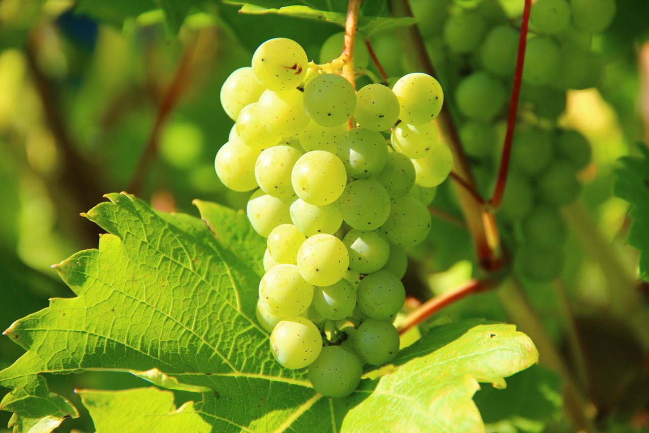 Arra Honey Pop is the earliest new generation white grape.