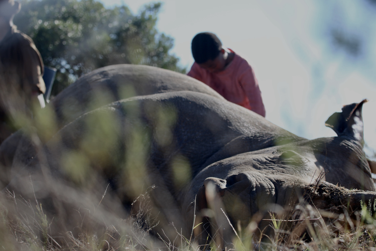 Litha (Liyabona Mroqoza) mourns rhino Thandi.