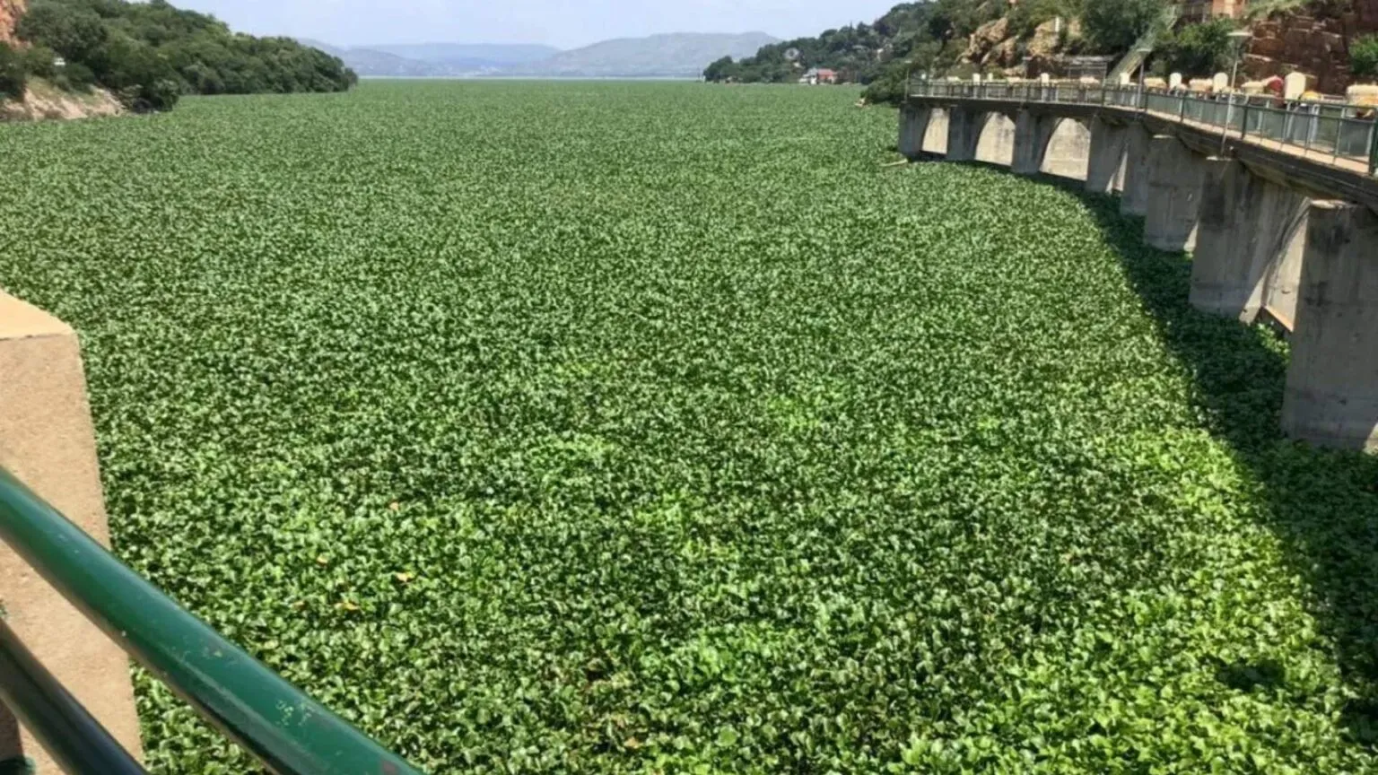 The current state of Hartbeespoort Dam.