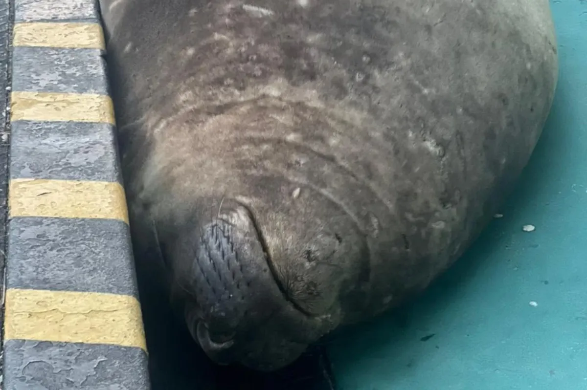 Elephant seal