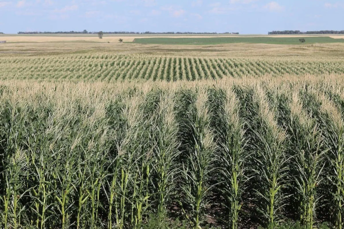 There has been no land expropriation in South Africa since the implementation of the Land Expropriation legislation in January 2025.