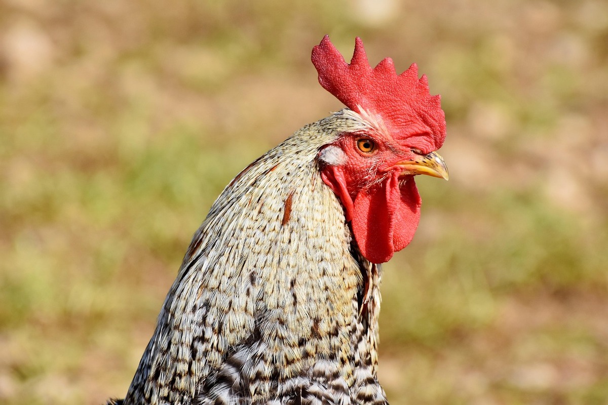 Chicken in South Africa