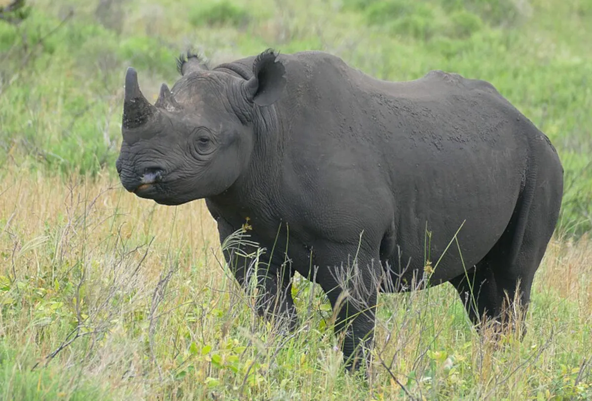 Rhinos