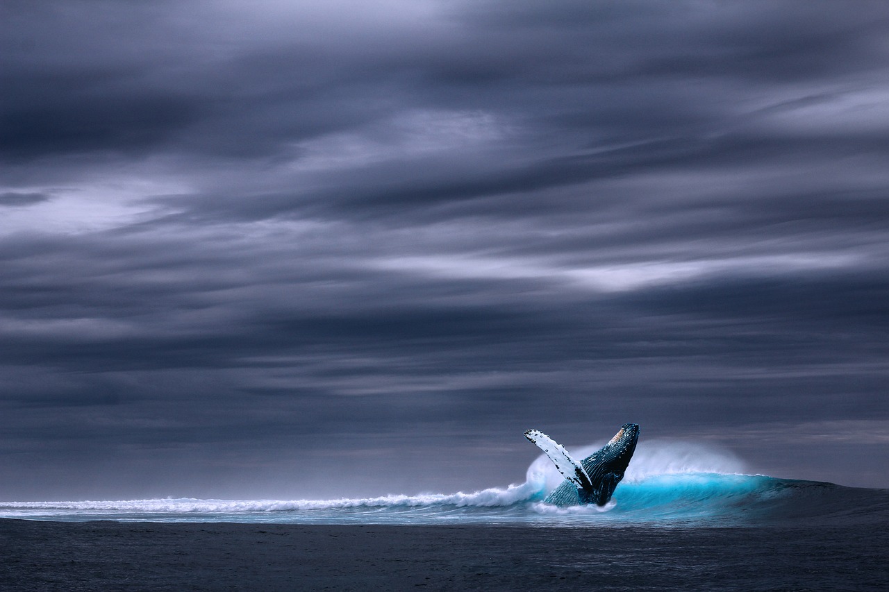 whales