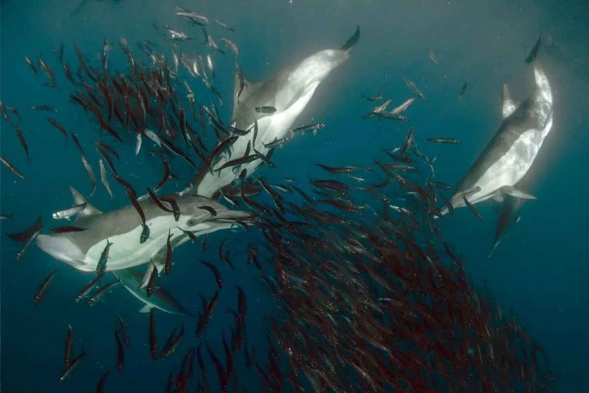 The sardine run
