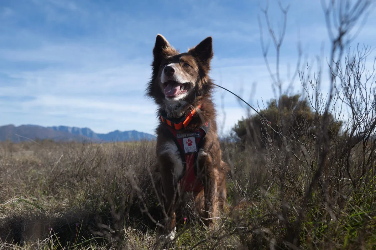 Trained dogs are being used in South Africa to help locate and then track a critically endangered species of tortoise.